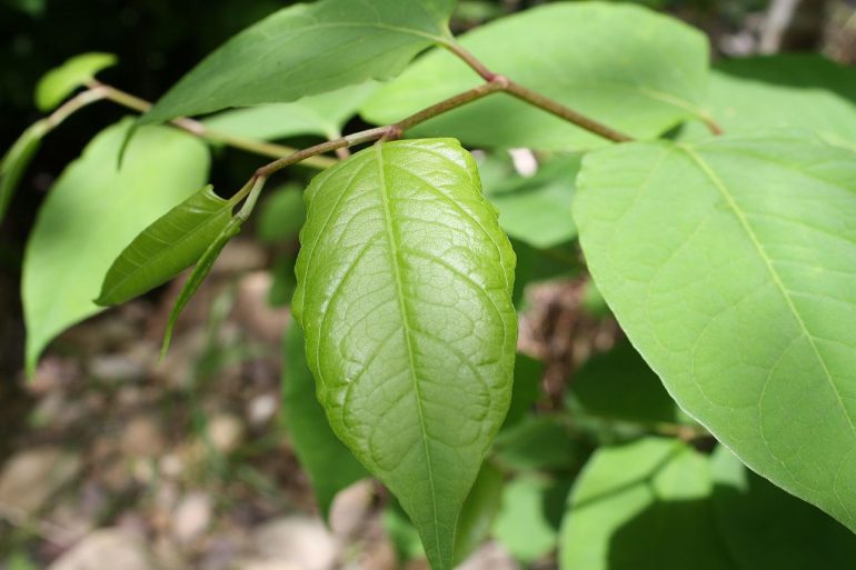 Removing Japanese Knotweed for Good