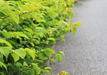 Why Winter Is the Perfect Time to Kill off Your Growing Japanese Knotweed Problem