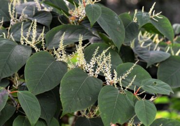 Japanese knotweed