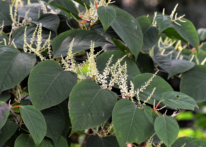 Japanese knotweed